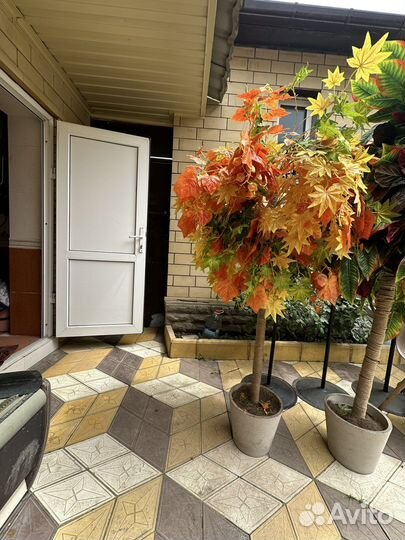 Пальма драцена