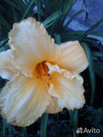 Ирис / лилейник