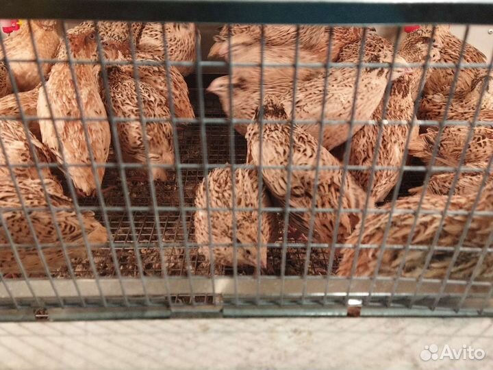 Перепела продажа