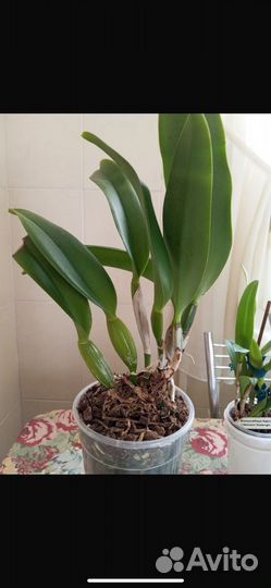 Орхидея каттлея