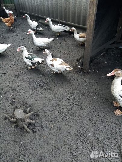 Утки шипуны