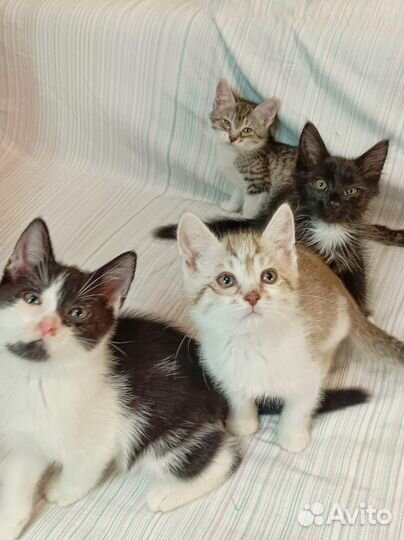 Котята 1,5 месяца