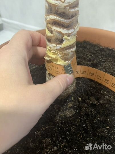 Юкка взрослое растение