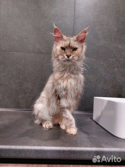 Метис мейн-кун