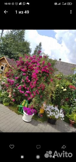 Роза плетистая Эксцельза