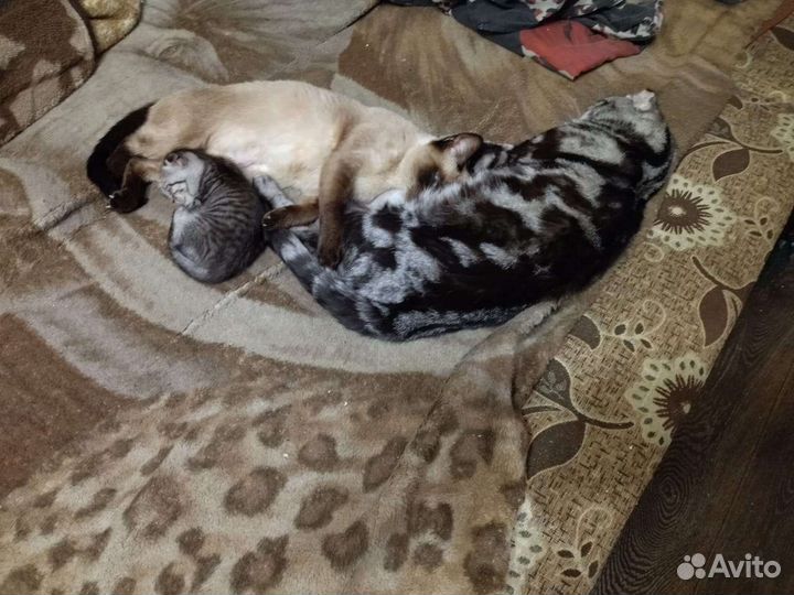 Кот для вязки