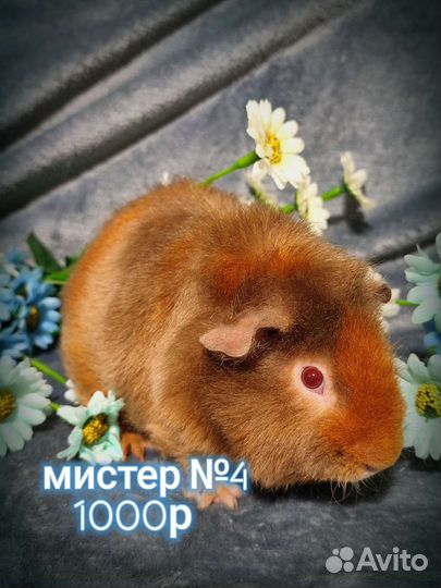 Морские свинки