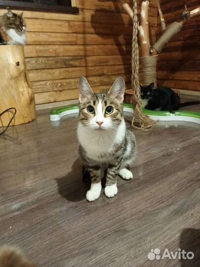 Кошечка с бирюзовыми глазами ищет дом