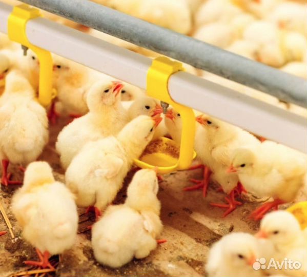 Подсобный рабочий на птицефабрику