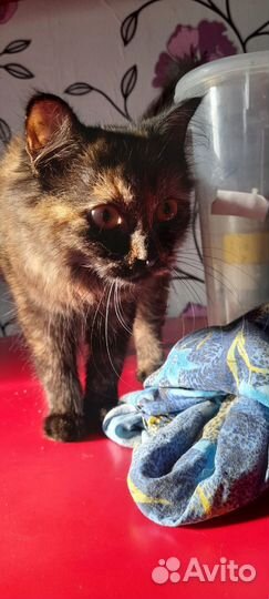 Кошка