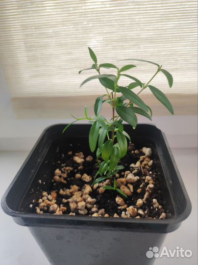 Миртовое дерево