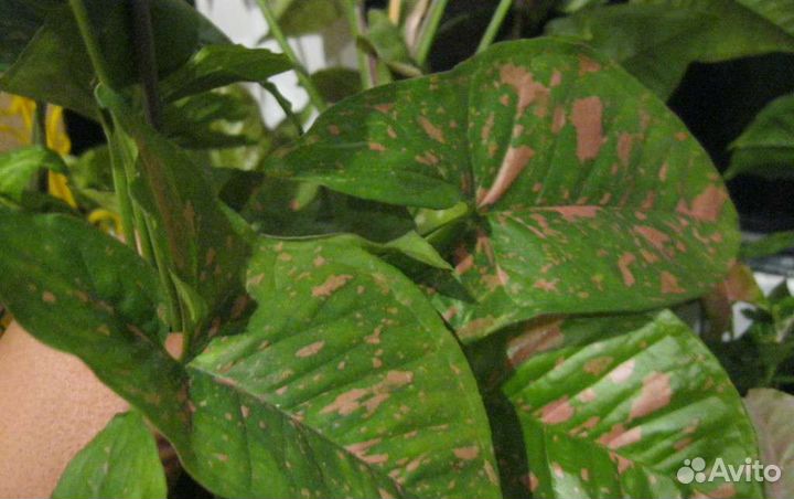 Набор сортовых сингониумов - 6 сортов