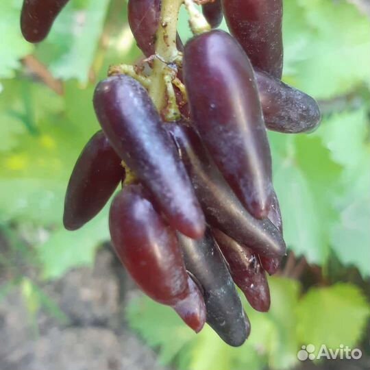 Саженцы винограда Аватар Хэллоуин