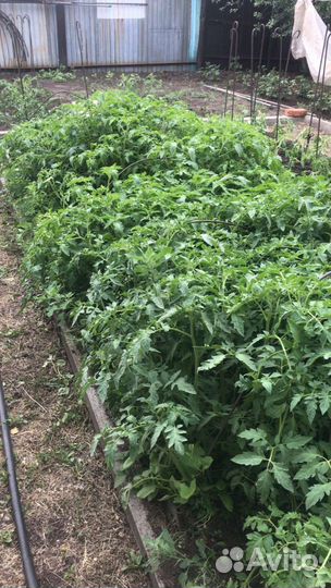 Рассада помидор