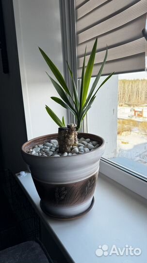 Пальма юкка