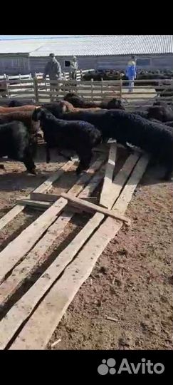 Овцы