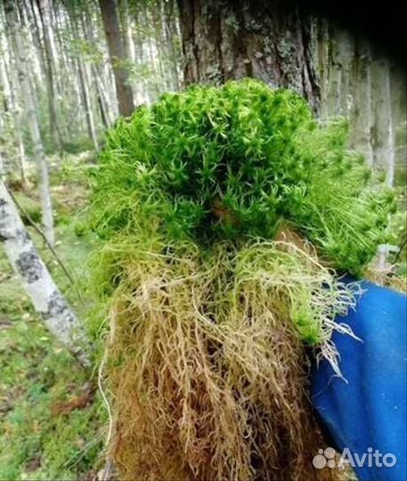 Мох сфагнум живой