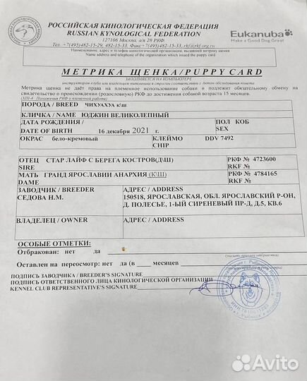 Предлагается кобель на вязку