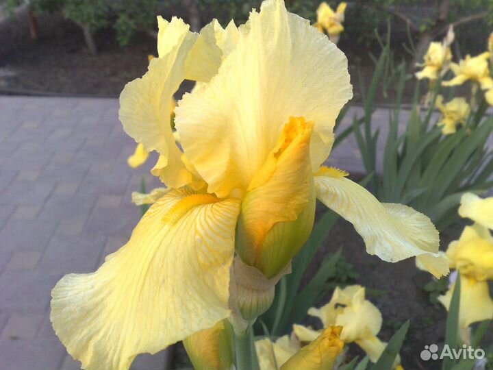 Ирисы сортовые (цвета бордовый, жёлтый, белый)