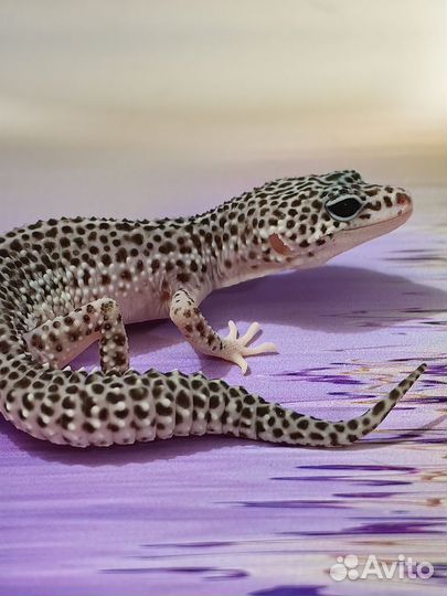 Эублефар малыш Super Snow (Супер Сноу)