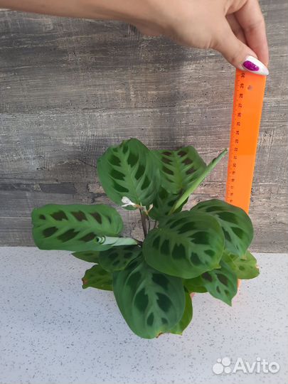 Маранта, гинура, кислица оксалис