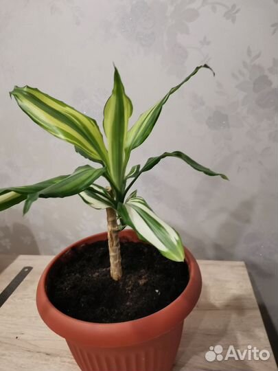 Драцена деремская