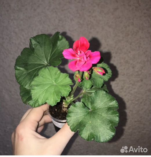 Пеларгония