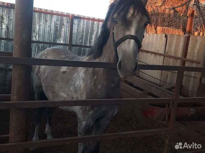 Орловская кобылка