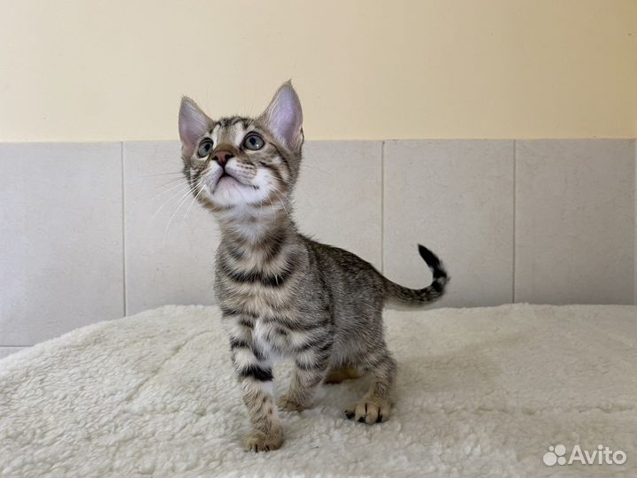 Пикси боб- саванна чудесные котята