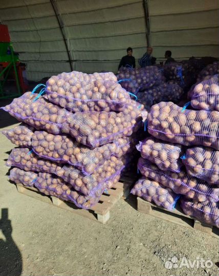 Картофель оптом