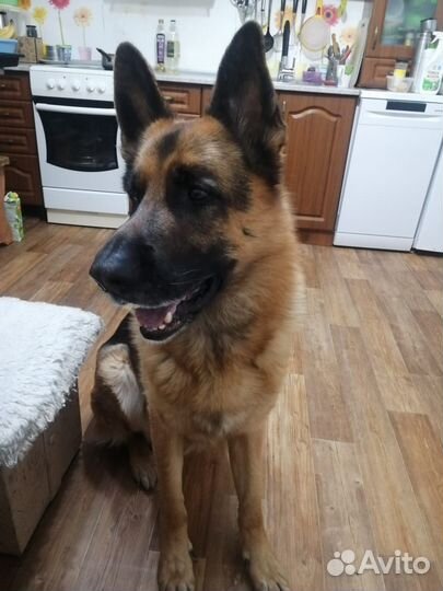 Щенки немецкой овчарки