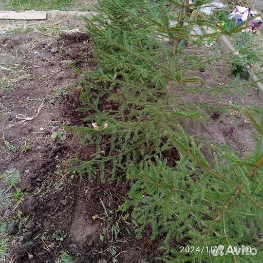 Саженцы ели