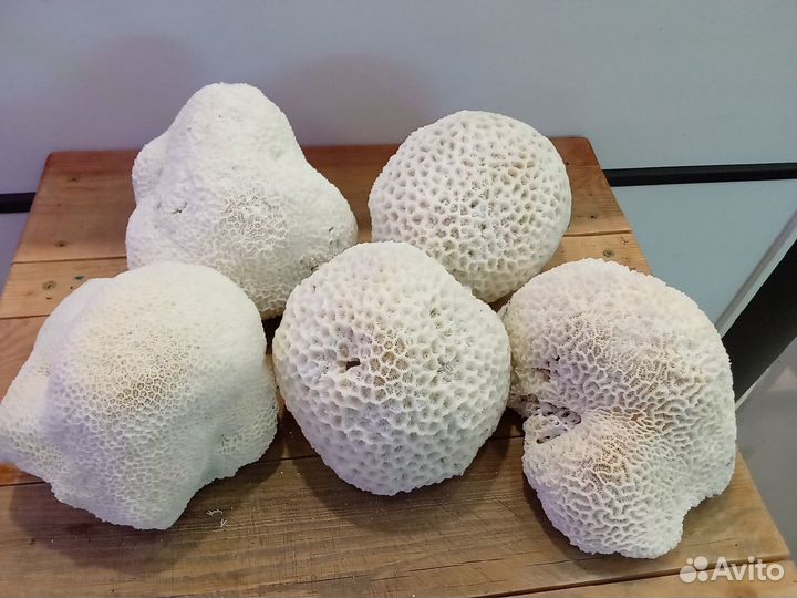 Натуральные кораллы для аквариума