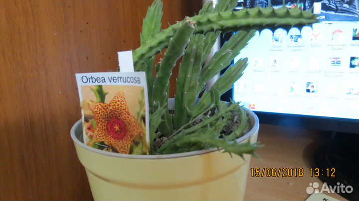 Стапелия.гуэрния орбея