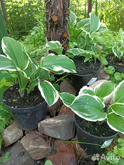 Хоста Франсе