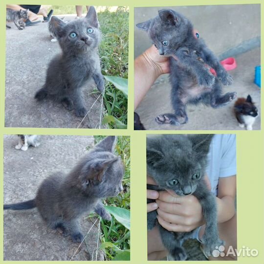 Котята 1,5 месяца в добрые руки
