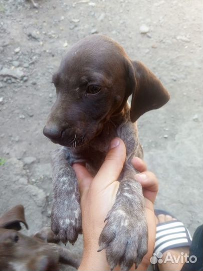 Щенки курцхара