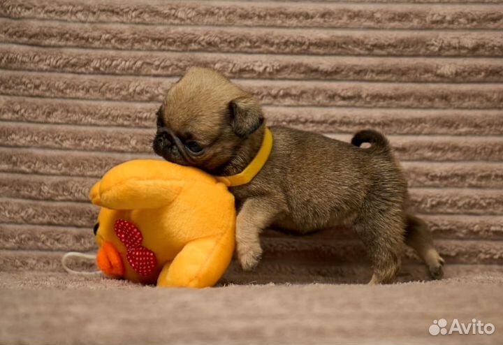 Щенки мопса