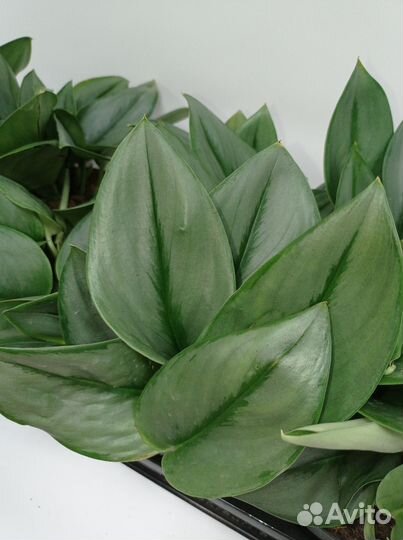 Сциндапсус Треби Мунлайт 12/25 Лунный Свет