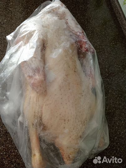 Гусь домашнее мясо