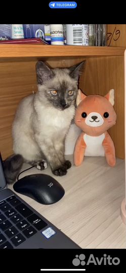 Сиамская кошечка