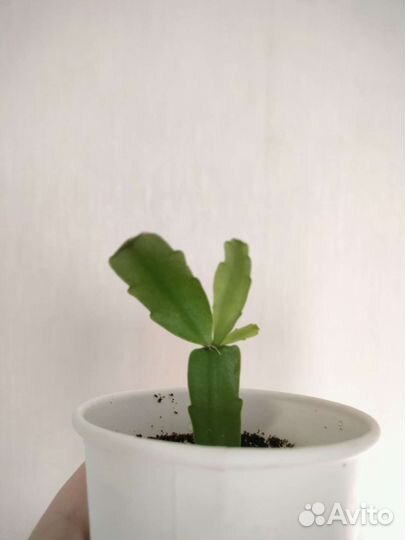 Декабрист розовый