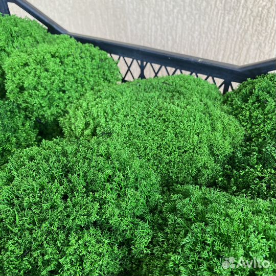 Стабилизированный мох