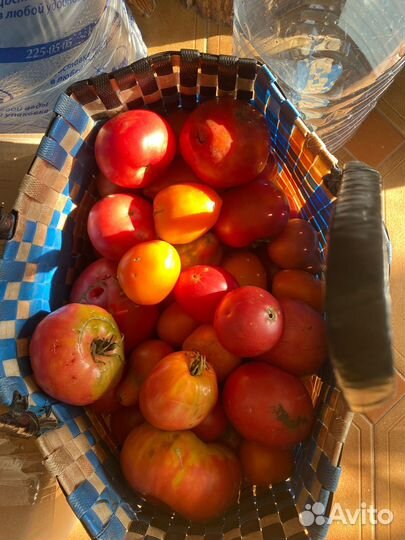 Помидоры домашние