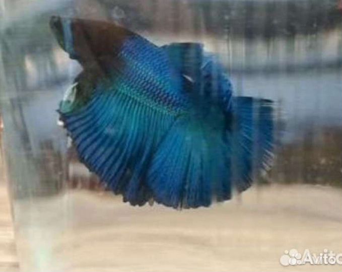 Рыбка петушок, Аквариумные рыбки в ассортименте