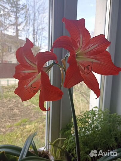 Гиппиаструм