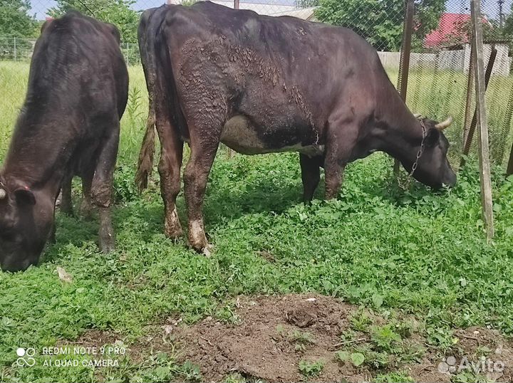 Корова телка