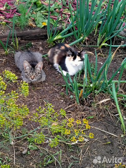 Котята в добрые руки