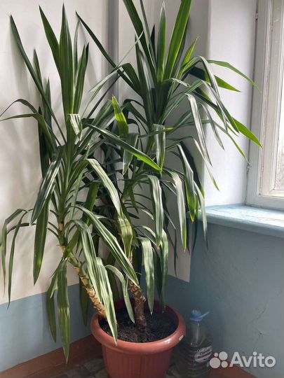 Юкка драцена