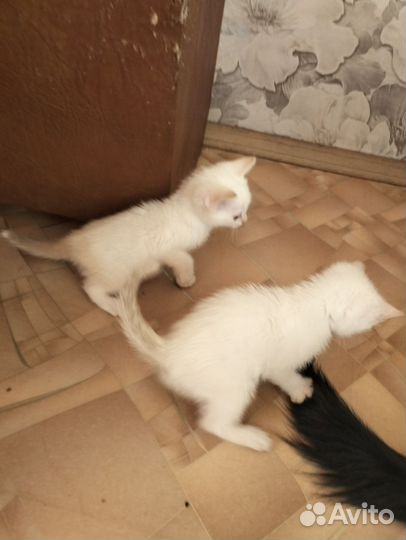 Кошки в добрые руки бесплатно